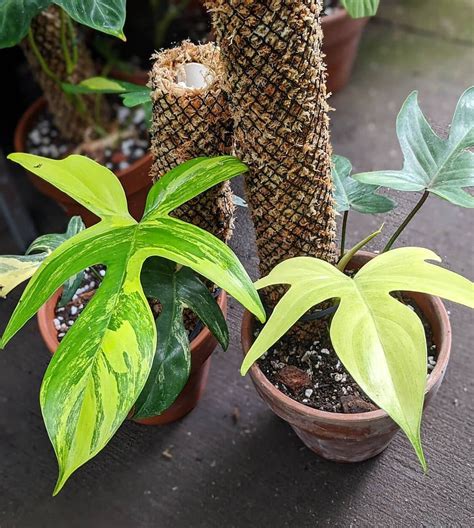 philodendron selloum moss pole